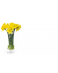 Daffodils Blank Cardette