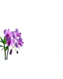 Lilac Orchid Blank Cardette