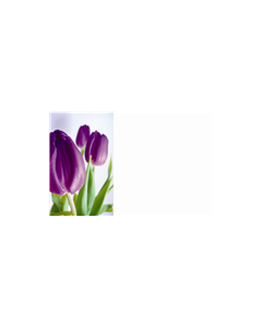 Purple Tulips Blank Cardette
