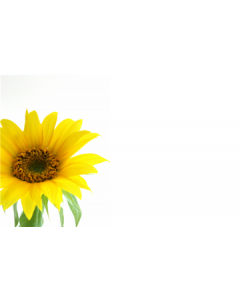 Yellow Sunflower Blank Cardette