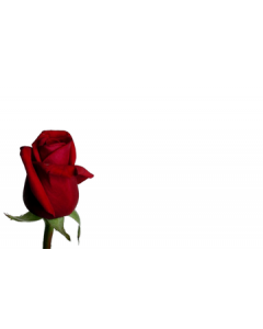 Red Rose Blank Cardette